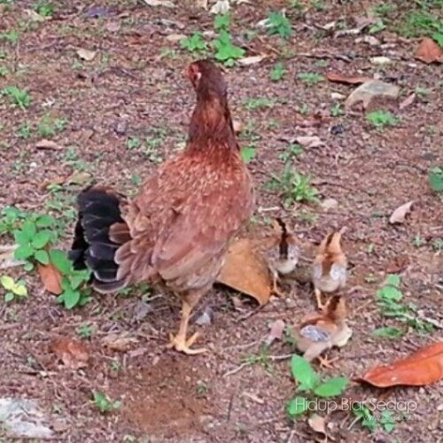 ibu ayam