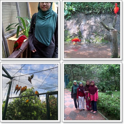 Berlagak Macam Merak Di Taman Burung Kuala Lumpur