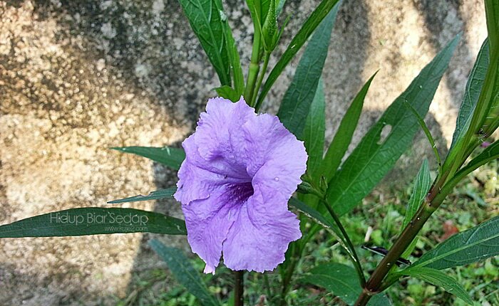 Bunga Purple Showers Ruellia Brittoniana