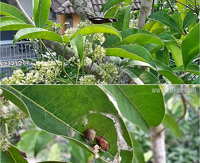 Kisah Lebah Madu Betina Di Pokok Tenggek Burung