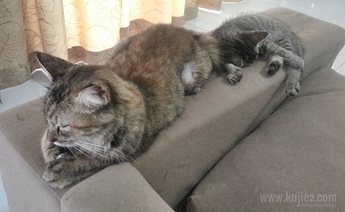 Cuka Elak Kucing Melepak Di Sofa