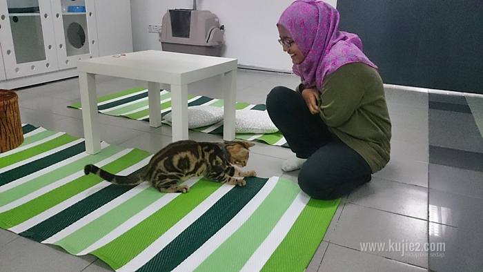 Cathoot – Hotel Kucing Di Kota Damansara